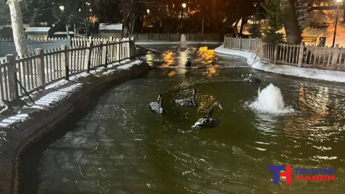 Ankara eksi 11 dereceyi g&ouml;rd&uuml;, Kuğulu Park buz tuttu