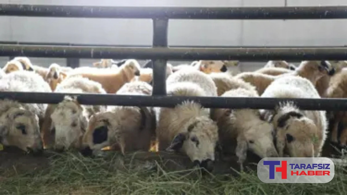 Elazığ'da &ccedil;i&ccedil;ek hastalığı paniği. 6 k&ouml;y karantinaya alındı