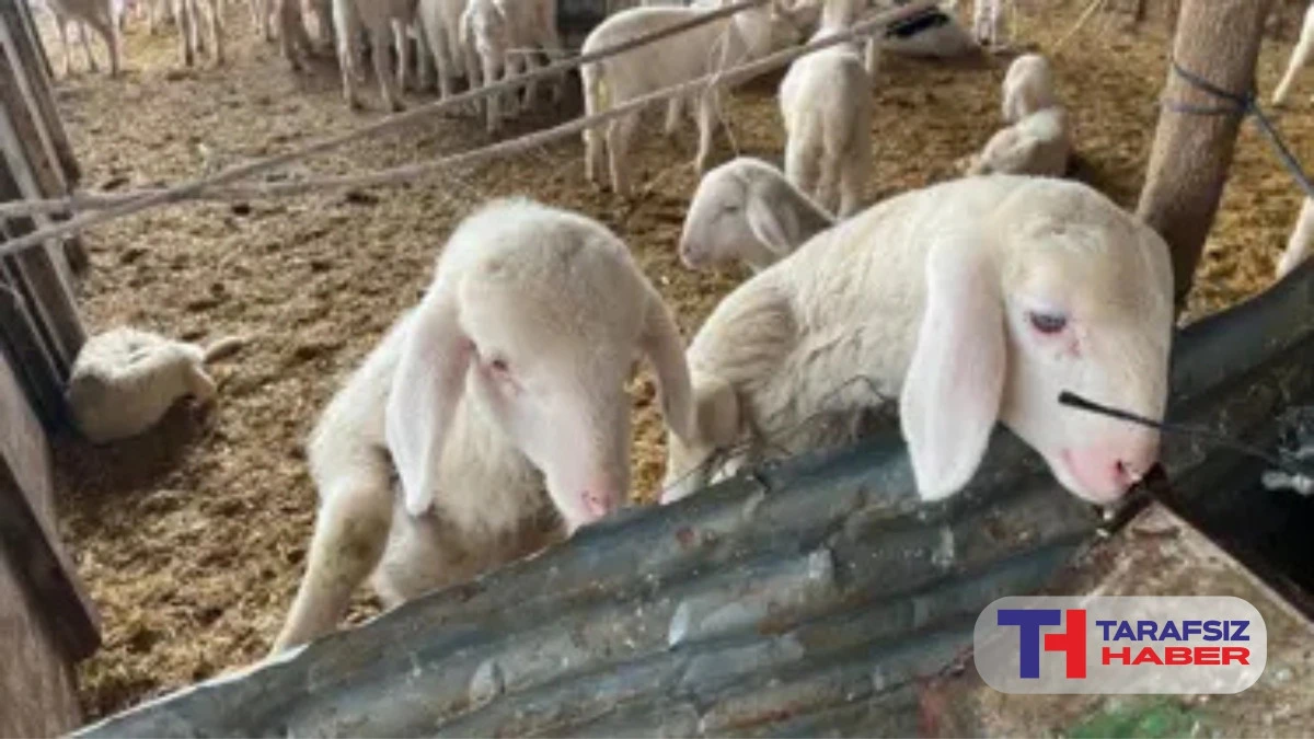 Kurbanlık pazarlıkları başladı, fiyatlardaki y&uuml;kseliş dikkat &ccedil;ekti