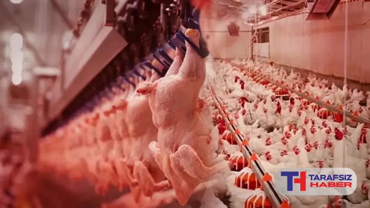 Tavuk &uuml;r&uuml;nleri ihracatı bu g&uuml;nden  itibaren durdurulacak