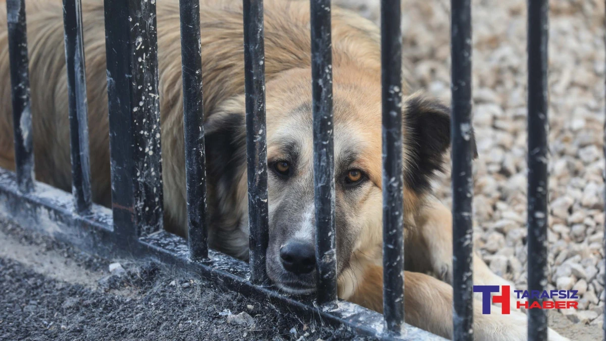 Yenimahalle&rsquo;nin Sokaktaki Canlarına Yeni Yuva